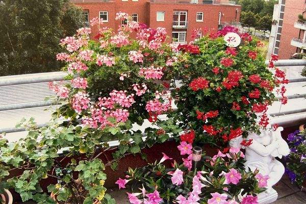 Dachterrasse im Sommer