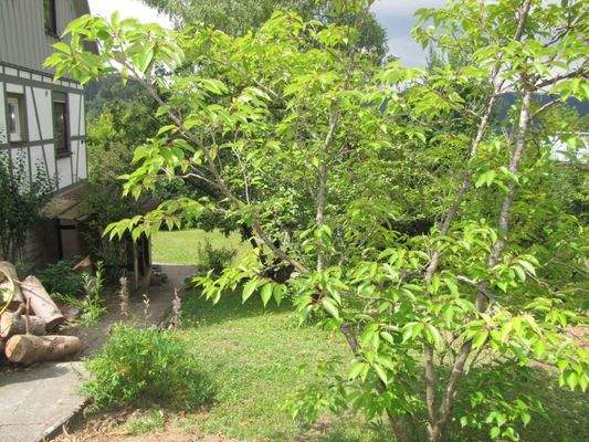 Der Garten seitlich vom Haus.png