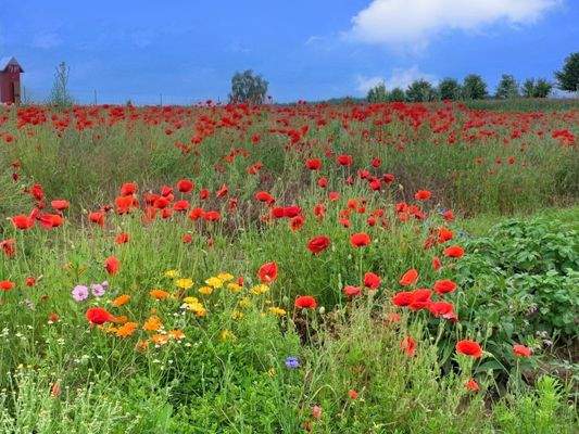 Naturwiese im Sommer