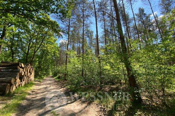 Wald 25, 148, 149 und 26 (9)