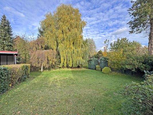 Blick auf die Trauerweide