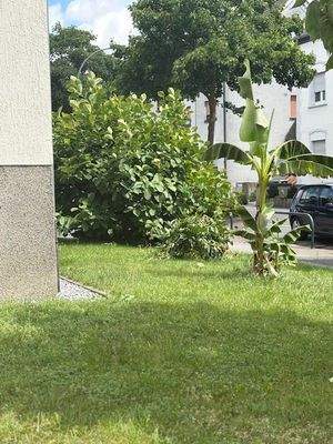 Wohnen wo Palmen wachsen 