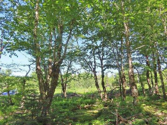 Cape Breton - Top-Investment-Gelegenheit:  Neu-Ers