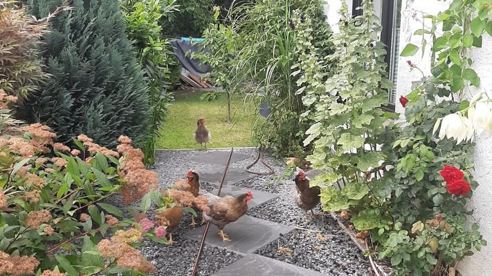 Hühner im Garten