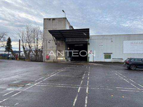 Bonn Halle, Bonn Hallenfläche