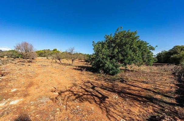 7269_08_S`Horta_Grundstück_Blick