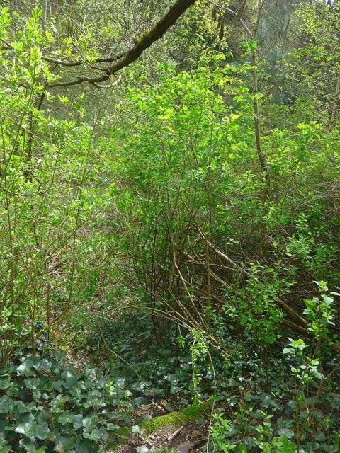 Bienenbüttel Grundstücke, Bienenbüttel Grundstück kaufen