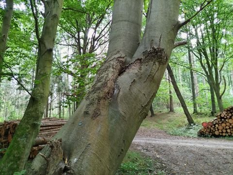 Putbus Bauernhöfe, Landwirtschaft, Putbus Forstwirtschaft