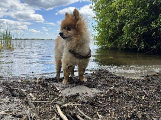 Der Große Zernsee mit Wachhund