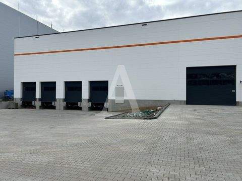 Kerpen Halle, Kerpen Hallenfläche