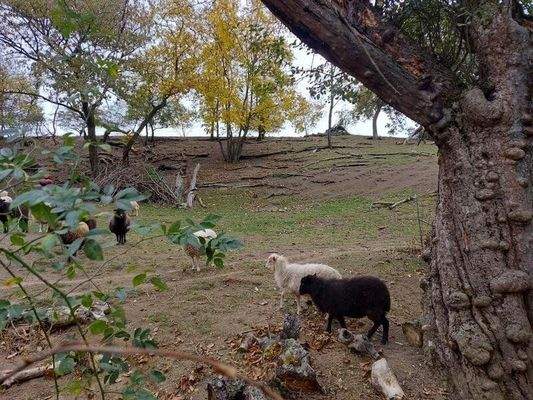 Knorriger Baum auf dem Grundstück