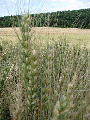 Weizenfeld-1.jpg
