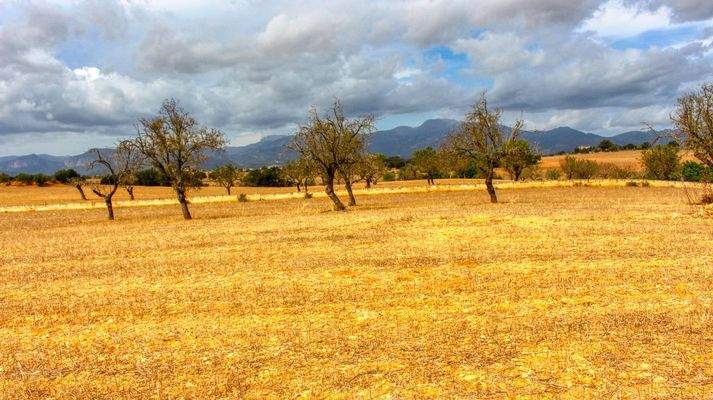 Zu-verkaufen-fantastische-Finca-in-sehr-ruhiger-Lage-bei-Costitx-Inca