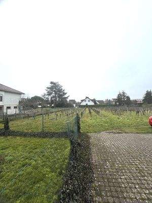 Blick in den Weinberg