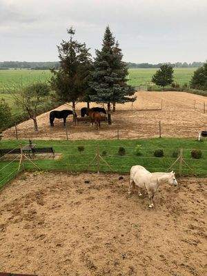 Paddocks, Pferde, alter Baumbestand 0008.jpg