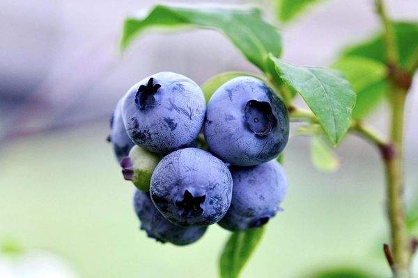 Pflücken am Straßenrand