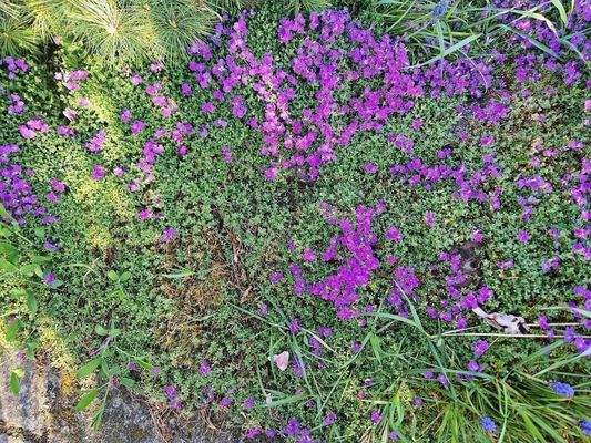 Auf dem Grundstück.jpg