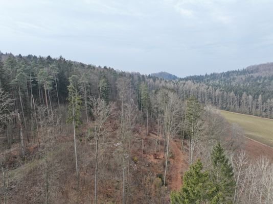 vereinzelter Buchen und Fichten Bestand