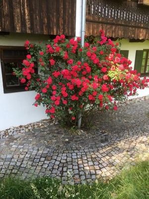 Rosenbusch an der Terrasse