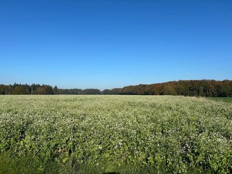 Bassum Bauernhöfe, Landwirtschaft, Bassum Forstwirtschaft