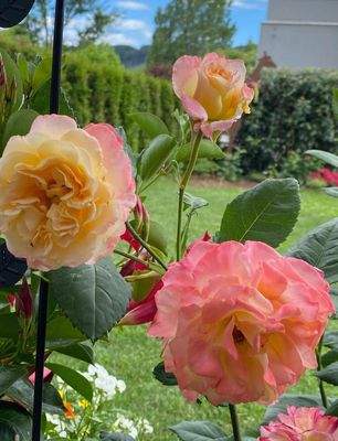 heuer besonders schön