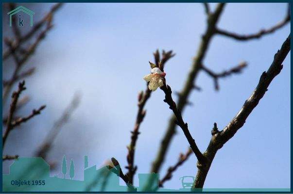 1955 der Frühling ist da.jpg