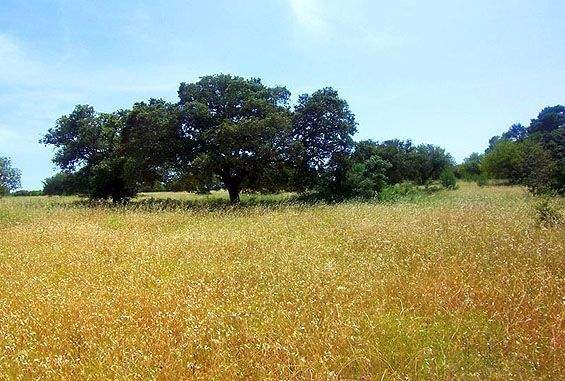 Rustikales Grundstück zum Verkauf in ländlicher Umgebung von Llubí, Mallorca
