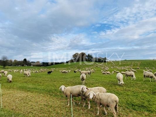 Naturverbunden: Leben pur!