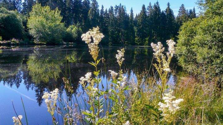 Ochsenbacher Teich I.jpg