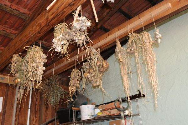 Natur pur - Zwiebeln aller Art