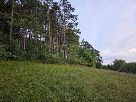 1351 - Flurstück 1402 - lfd. Nr.5-Bild 1