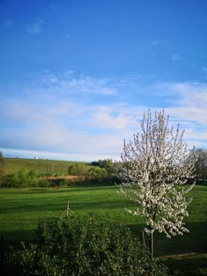 IMG_20240402_075226.jpg