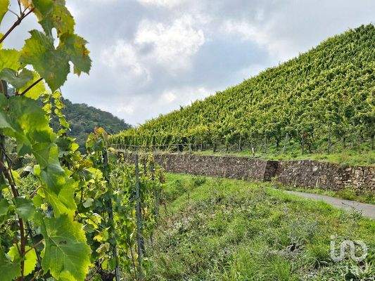 Weinberge hinter dem Grundstück