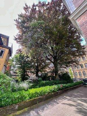 Der eventuell größte Baum in der Innenstadt auf Privatgrund