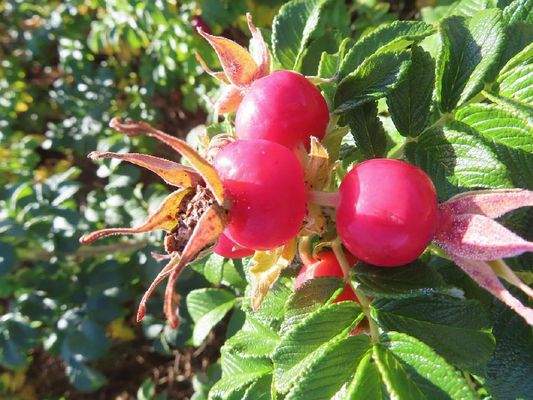 Cape Breton - Belfry Lake - Traumhaft schöne Lage 