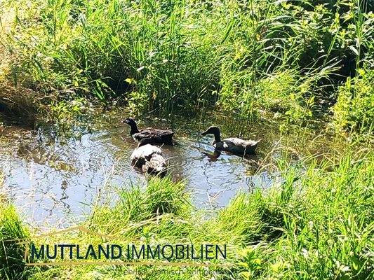 Natur pur – Enten am Wasser