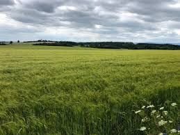 Lenting Bauernhöfe, Landwirtschaft, Lenting Forstwirtschaft