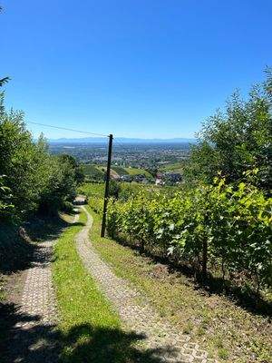 Auffahrt mit Weinreben