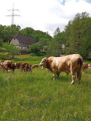 10 Die einzigen Nachbarn weit und breit (1).JPG