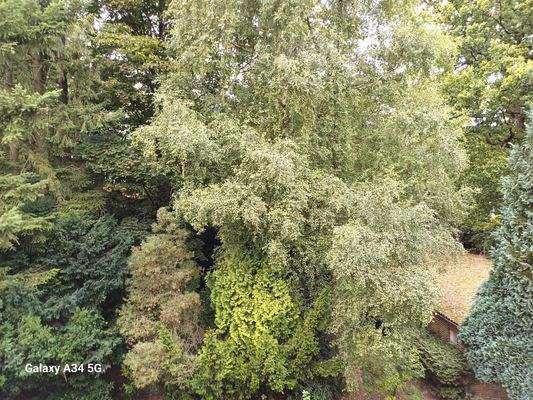 Blick vom Balkon ins Grüne