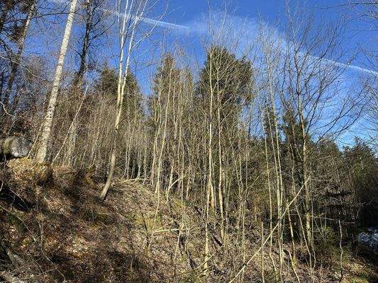 junger Laubwaldbestand