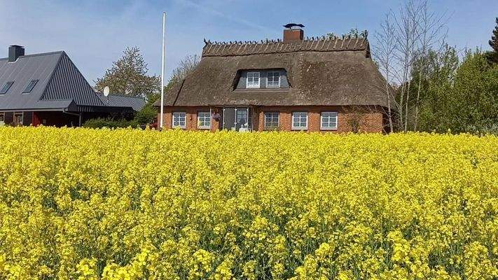 Hausansicht vom Rapsfeld