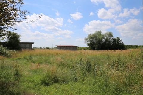 Winsen-Laßrönne Bauernhöfe, Landwirtschaft, Winsen-Laßrönne Forstwirtschaft