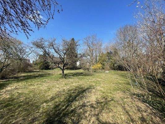 Bauplatz mit altem Baumbestand