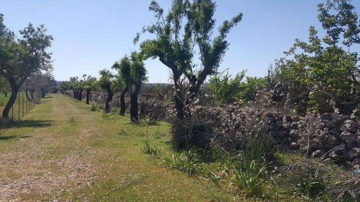 Rustikales Land zum Verkauf nahe Maria de la Salut auf Mallorca
