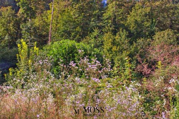 Natur auf dem Grundstück