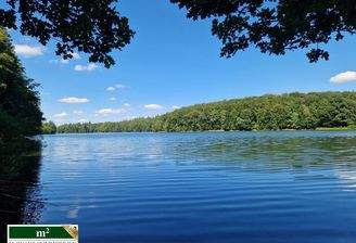 Lingesee