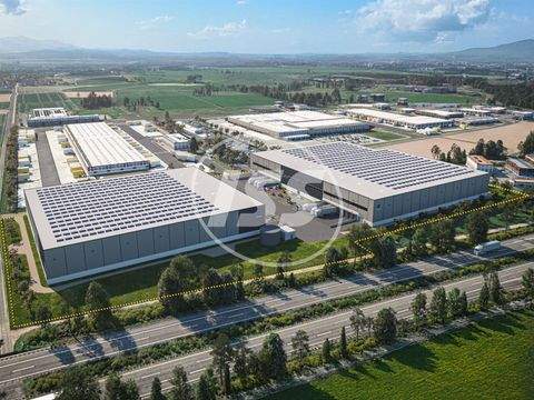 Langenselbold Halle, Langenselbold Hallenfläche