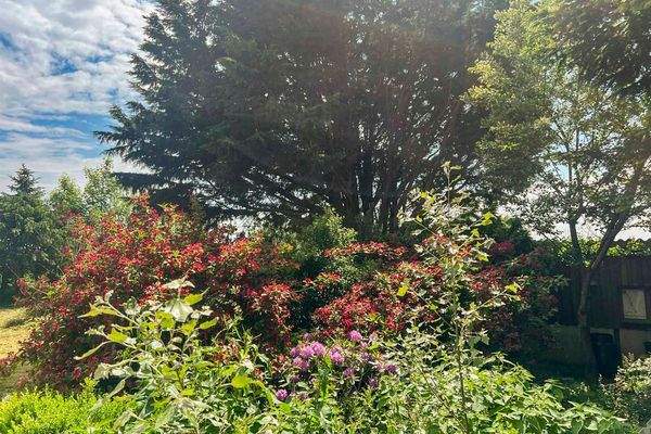Blühende Stauden im Sommer