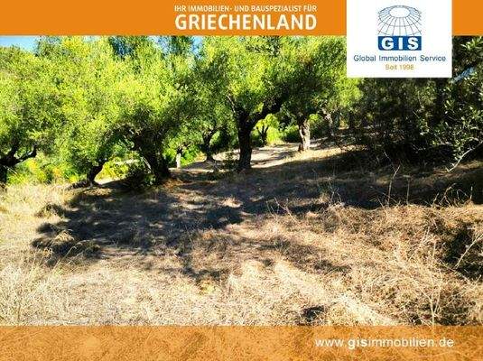 ertragreiche Olivenbäume